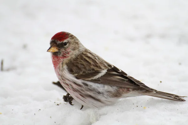 stock image Bird on the snow