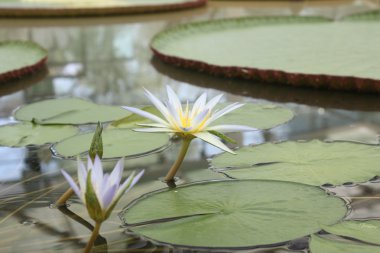 Amazon Water Lilly clipart