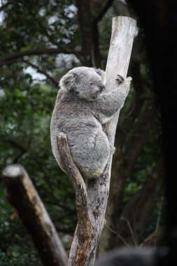 bir ağacın altında oturup koala