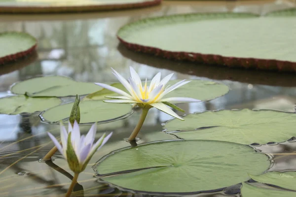 stock image Amazon Water Lilly