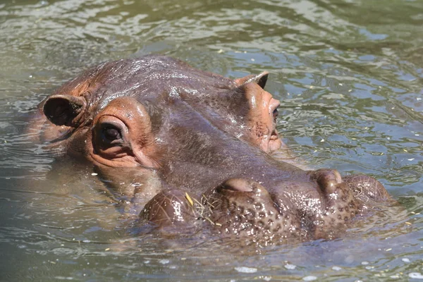 Flodhäst — Stockfoto