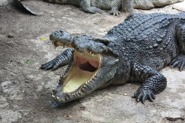 Crocodile — Stock Photo, Image