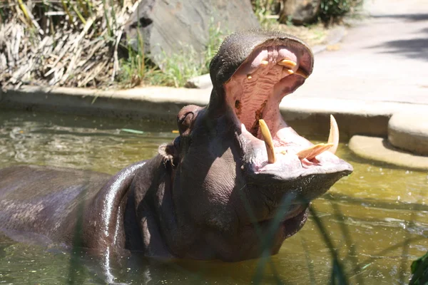 Hippopotamus — Stock Photo, Image