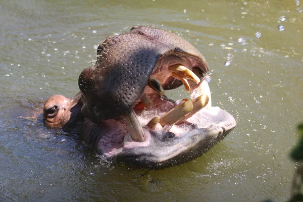 Hipopotam — Fotografie, imagine de stoc