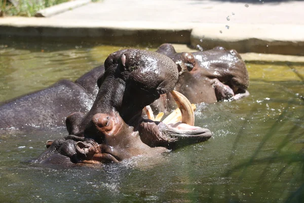 Hippopotamus — Stock Photo, Image