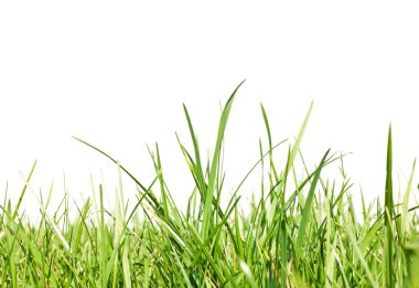 Fresh-Spring-Green-Grass-on-White-background--Space-for-Text