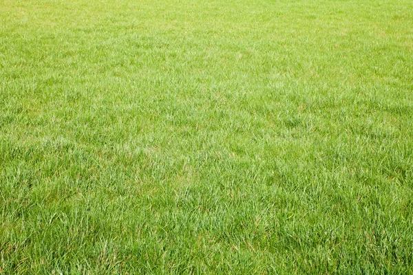 신선한 봄 녹색 잔디 — 스톡 사진