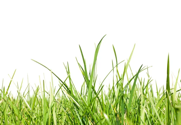 stock image Fresh-spring-green-grass-on-white-background--space-for-text