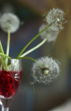 Dandelions in the glass of red wine clipart