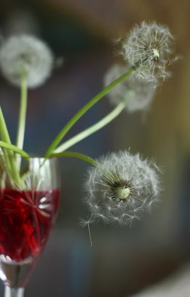 Dandelions in the glass of red wine Stock Photo