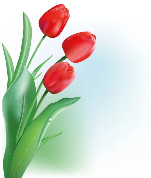 Tulipa da primavera vermelha — Vetor de Stock