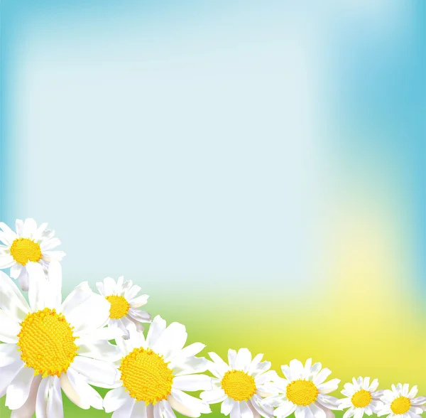 単一カモミールの花 — ストックベクタ