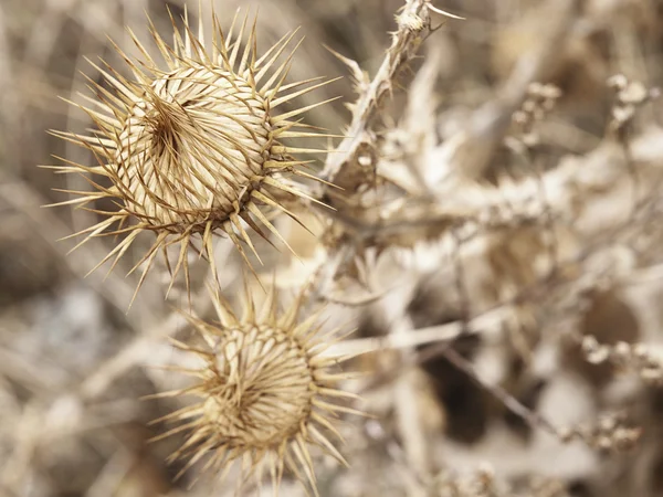 stock image Close-up of a Dry Thistle