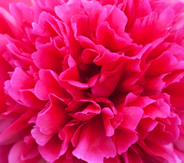 stock image Peony close-up