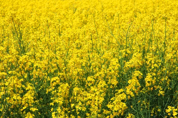 Mustard — Stock Photo, Image