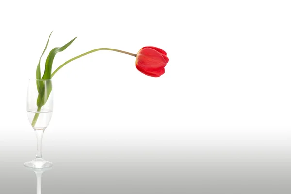 Tulipe dans un verre — Photo