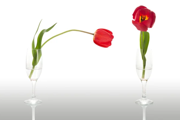 Tulipes dans un verre — Photo