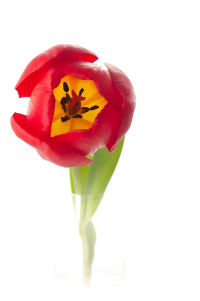 Tulipán en un vaso — Foto de Stock