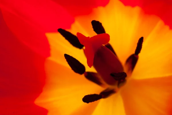 stock image Red tulip