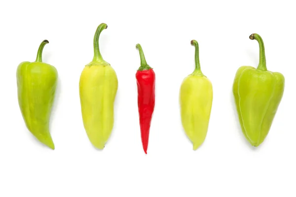 stock image Pepper