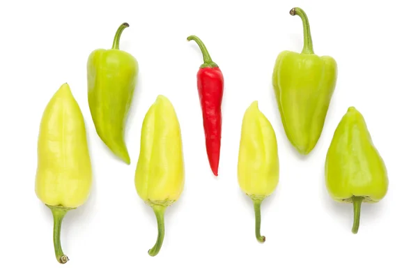 stock image Pepper