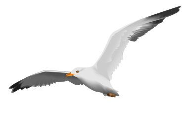 Seagull clipart