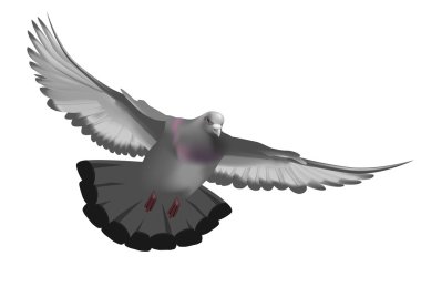 Pigeon clipart