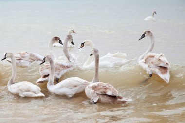 Swans on the Sea