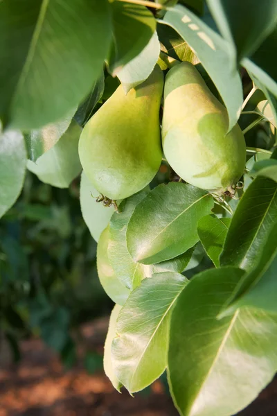 Päron på trädet — Stockfoto