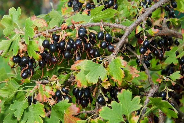 Ribes — Foto Stock
