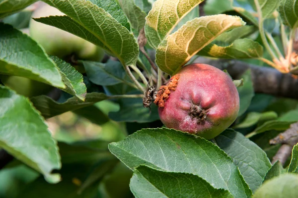 Insekt på apple — Stockfoto