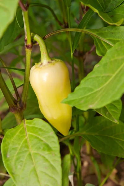 stock image Yellow peppers