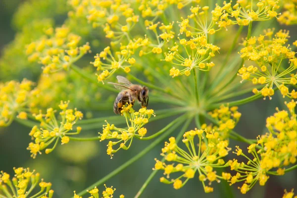 stock image Bee on dill