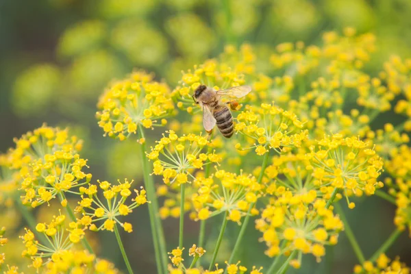 Bee on dill — Stock Photo, Image