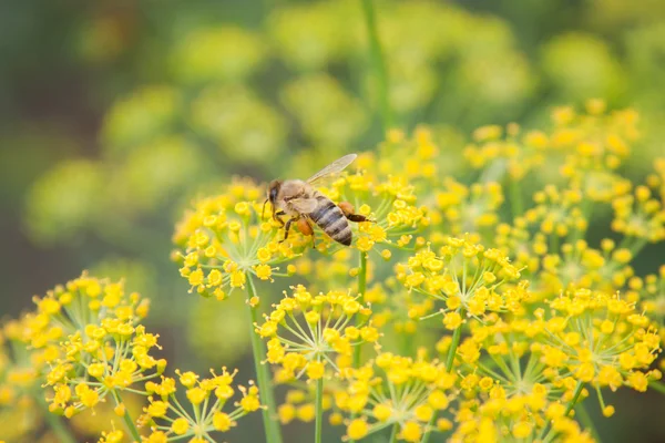 Stock image Bee on dill