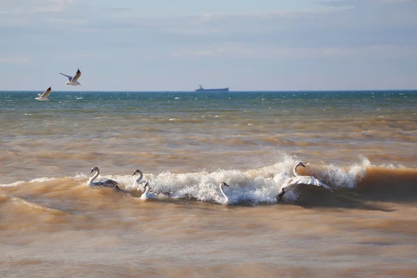 Cisnes e gaivotas — Fotografia de Stock