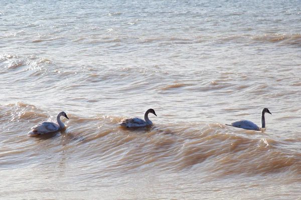 Cisnes en el mar — Foto de Stock