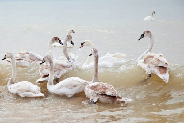 Cisnes no mar — Fotografia de Stock