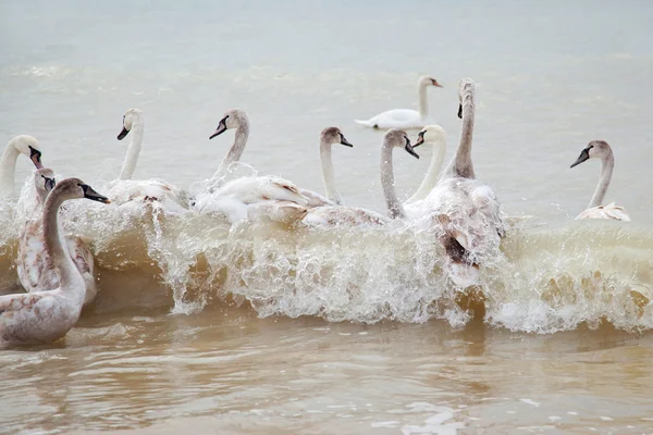 Cisnes en el mar — Foto de Stock