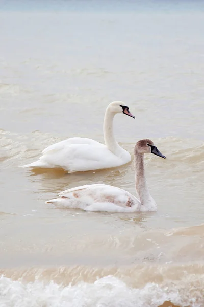 Swans on the Sea — Stock Photo, Image