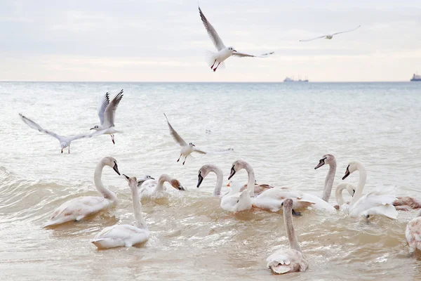 Cisnes e gaivotas — Fotografia de Stock