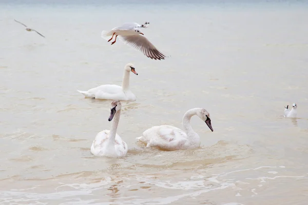 Swans and seagulls — Stock Photo, Image