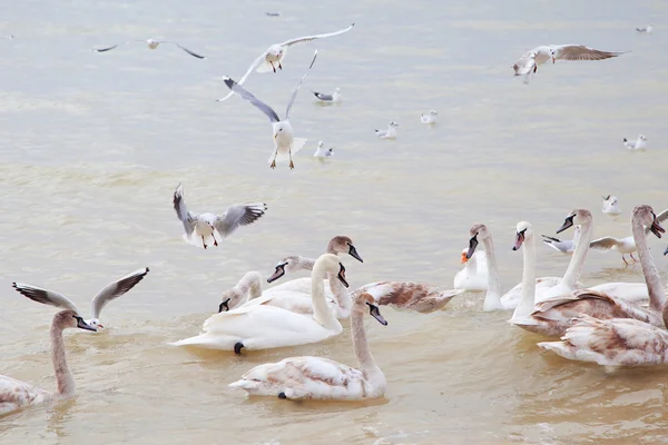 Cisnes y gaviotas — Foto de Stock