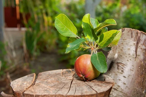 Zerwane jabłko — Zdjęcie stockowe