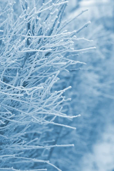 Sníh na větvích. — Stock fotografie