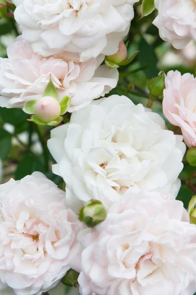 stock image Flowers