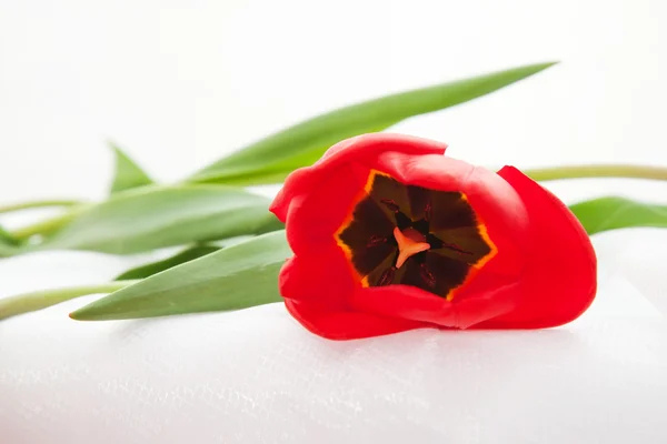 Tulipán mentiroso — Foto de Stock
