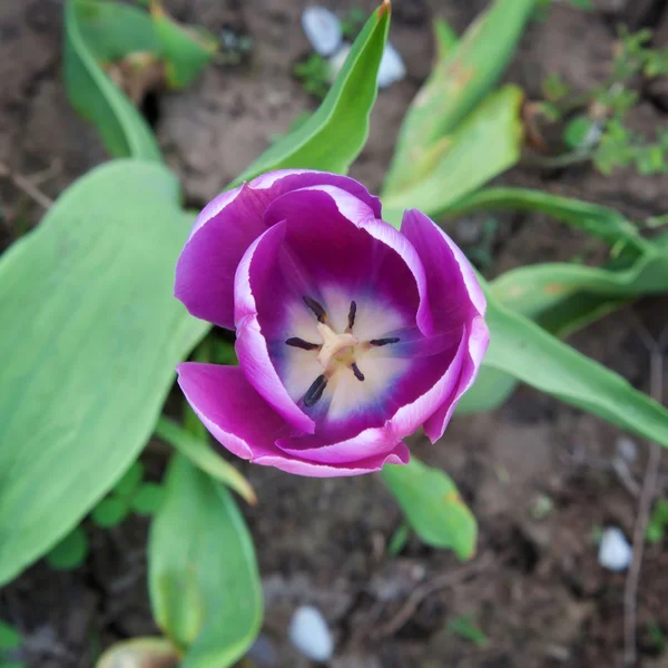 stock image Purple tulip