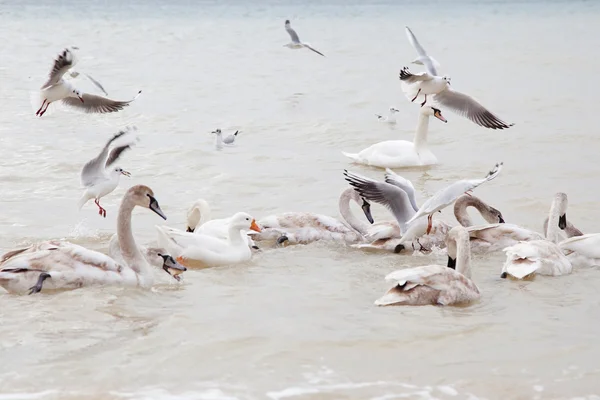 Лебеди и чайки — стоковое фото