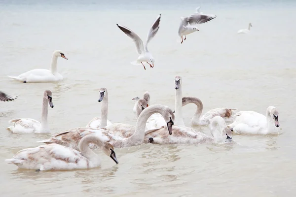 Swans and seagulls — Stock Photo, Image